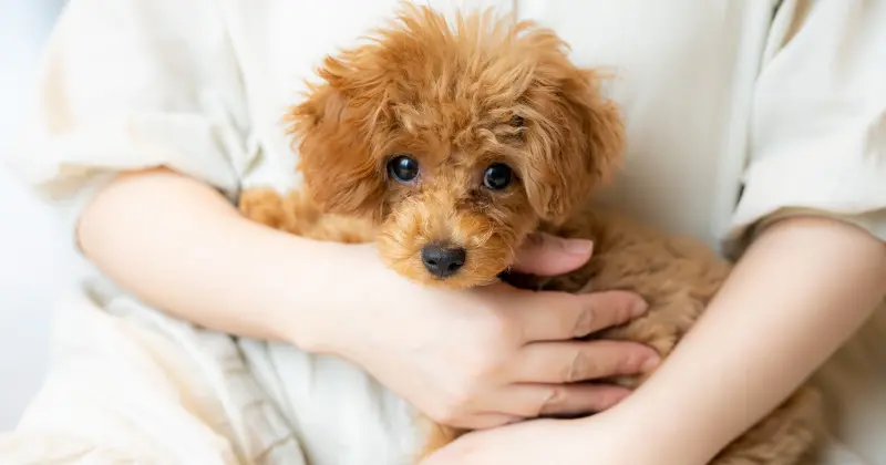 「愛玩動物看護師が寄り添う、安心のペットケア。」